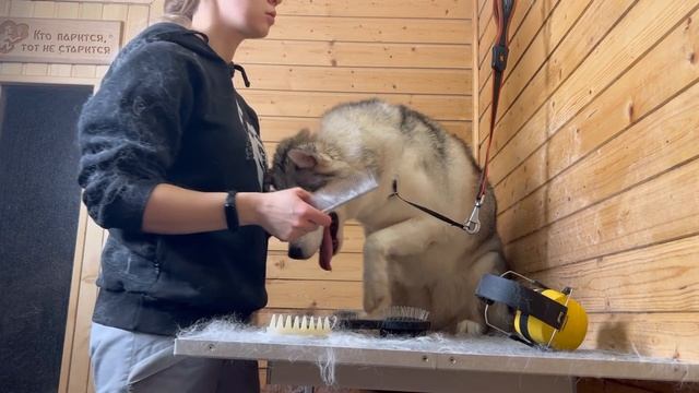 Груминг хаски, разглядываем расчески и чешем вместе смотреть онлайн