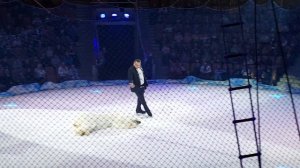 Белый медведь откусил руку дрессировщику в цирке. Нападение белого медведя в цирке.