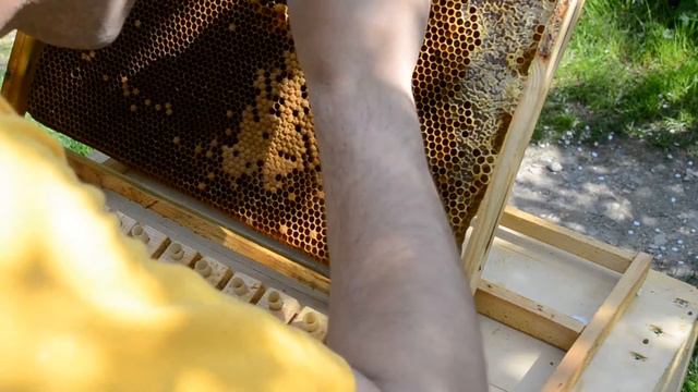 Перенос личинок китайским шпателем смотреть онлайн