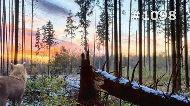 #1098. Волки, койоты и шакалы (В мире животных) смотреть онлайн