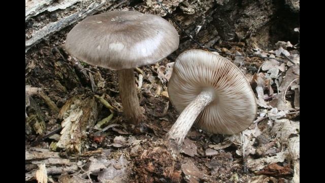 Pluteus Cervinus