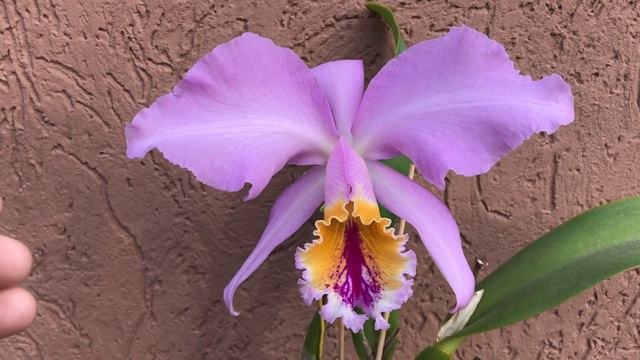 Cattleya Mossiae.Пасхальная каттлея