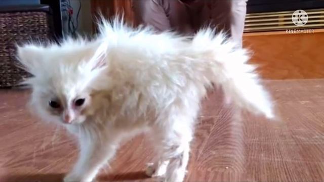 Девушка принесла в дом тощую, грязную кошку. Она ещё и не догадывалась какой вырастет малышка смотреть онлайн