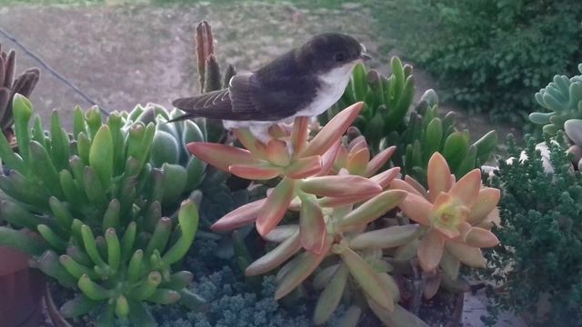 Суккуленты. С чего все началось.