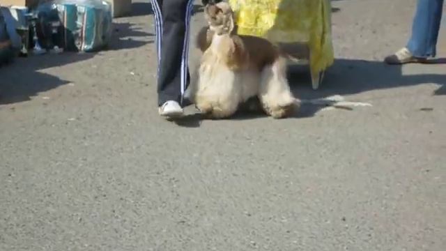 американский кокер спаниель смотреть онлайн