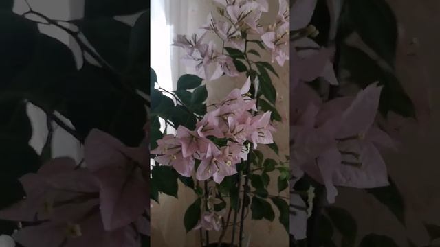 Цветение бугенвиллии сорта Silhouette (2022 год) смотреть онлайн