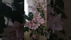 Цветение бугенвиллии сорта Silhouette (2022 год)