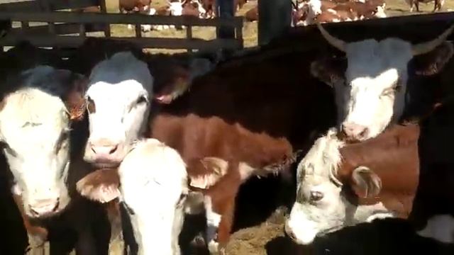 Герефорды с родословной можно по гос программе купить Herefords with pedigree can be bought under смотреть онлайн