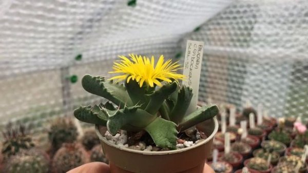 Faucaria Cradockensis flower | Oct 8 | Tiger Jaws flower