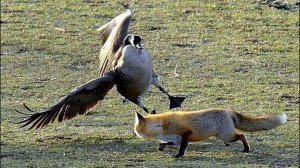 Совсем не такой безобидный как кажется - ГУСЬ В ДЕЛЕ!