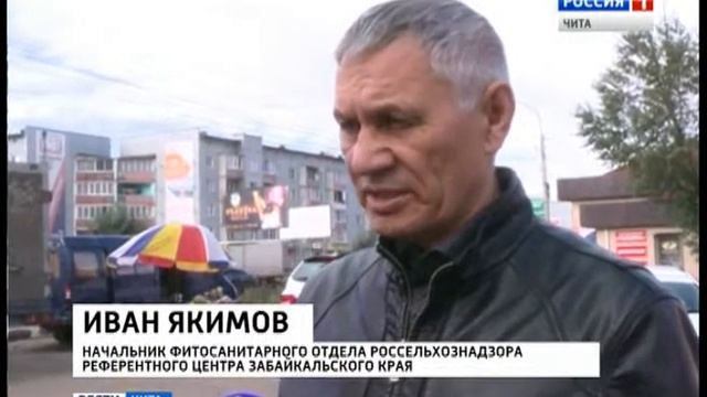 Золотистая нематода стала причиной неурожая картофеля в Забайкалье смотреть онлайн
