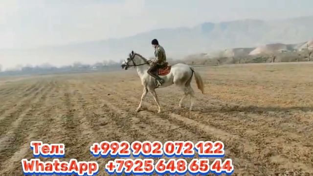 Таджикстан//Куляб Улагы Таамай 2 Ат сатылат 27 декабря 2022 г. смотреть онлайн