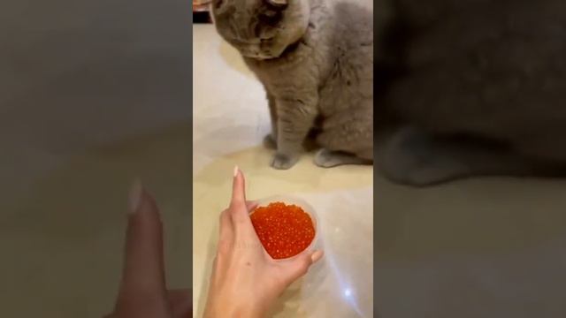 Русская кошка и шарлатанец #котики #шотландец смотреть онлайн