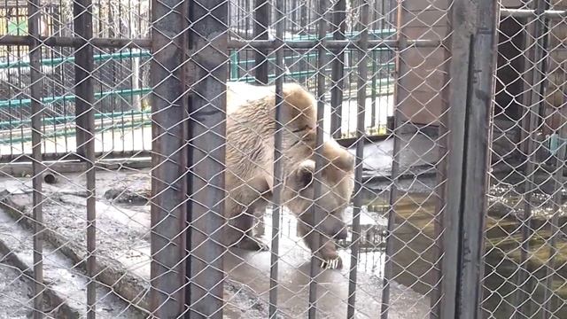Бурый медведь видео. Видео про бурого медведя смотреть онлайн