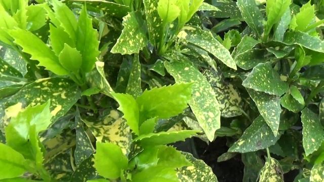 Mr. Goldstrike Aucuba japonica смотреть онлайн