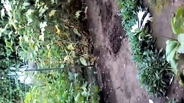 Кролик бегает по кругам смотреть онлайн