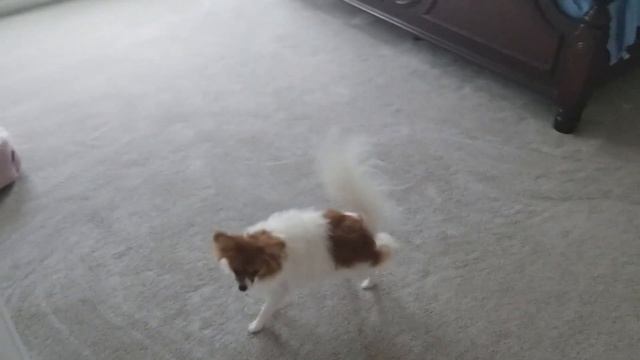 Белка не ест без уговоров!