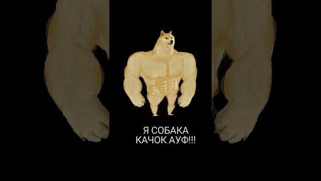 СОБАКА КАЧОК РУЛИТ??????АУФ!!! смотреть онлайн