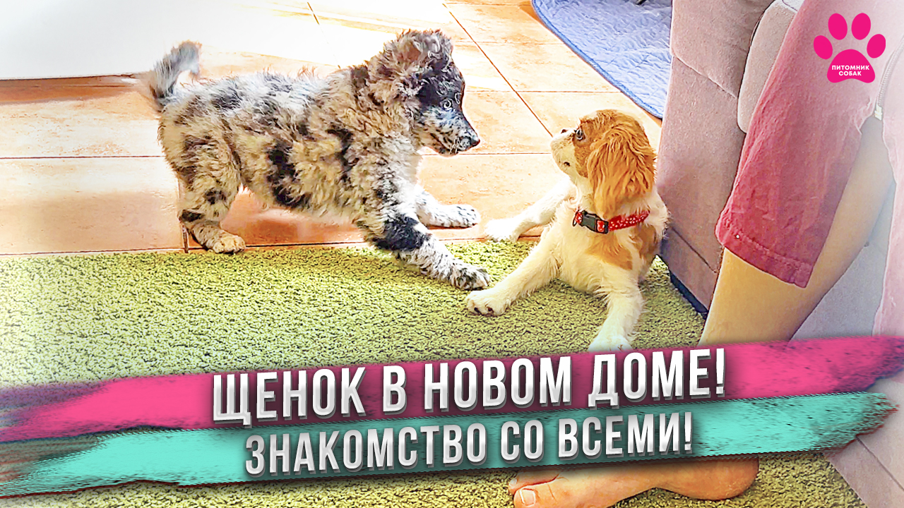 Щенок попал в НОВЫЙ ДОМ! Первые минуты! ЗНАКОМСТВО с семьей и с другими собаками! смотреть онлайн