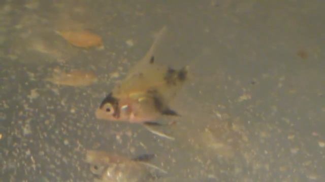 Скалярия Виды Уход Размножение Scalars Of The Types Of Care Reproduction смотреть онлайн