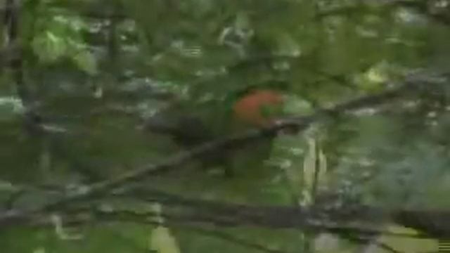 Red Cap Manakin Moonwalk смотреть онлайн