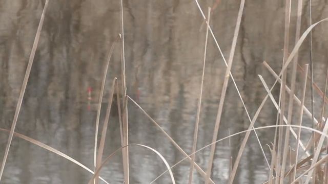 плотва весной на поплавок(река Волчья) смотреть онлайн