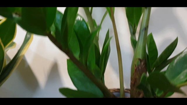 VloggerSallu|ZZ Plant Growth|indoor Plants|Dubai Indoor Plants|Gardening|Dubai Vlog