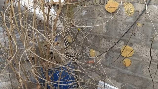 Персик зацвел в марте