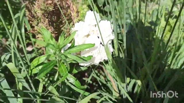 ?Розы? без единого цветка и многолетники из семян. ??Мой сад в июле.? ч1 смотреть онлайн