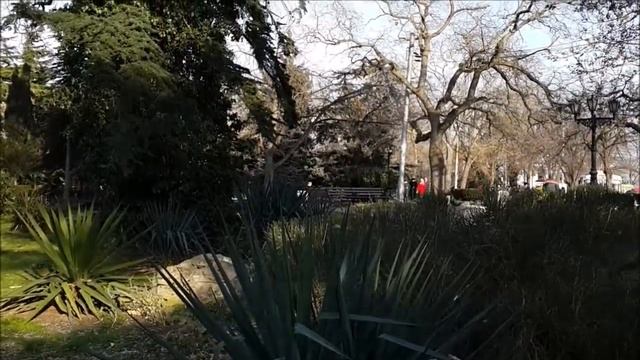 Живая ель   подарок из Карелии детям Севастополя   2015 год   РОЖДЕСТВО