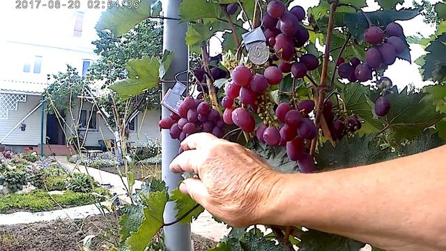 Крупные сорта винограда в Поволжье. Выращивание. Уход. смотреть онлайн