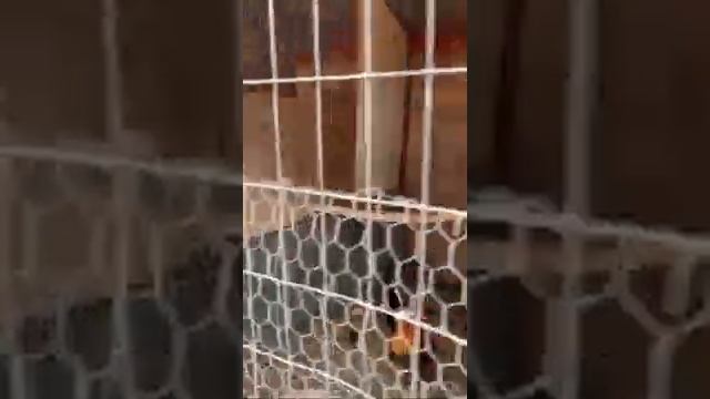 Bill Roberts Game Fowl Farm смотреть онлайн