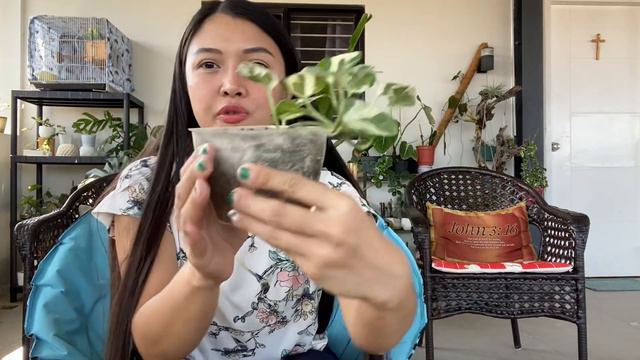 PLANT FEATURE / Getting to know my Njoy Pothos / Care Tips / Propagation смотреть онлайн