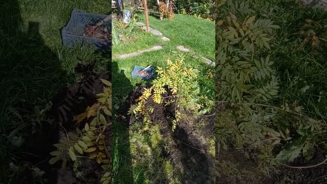 дачные краски осени. смотреть онлайн