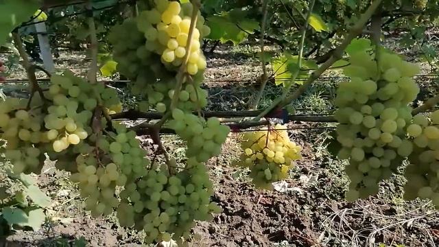 ГФ винограда созревшие на моём участке на 04.08.21года смотреть онлайн