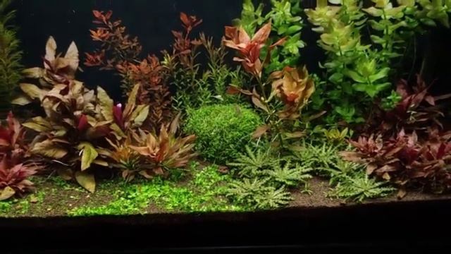 Что нужно знать об аквариумных удобрениях Сколько, когда и как часто вносить смотреть онлайн