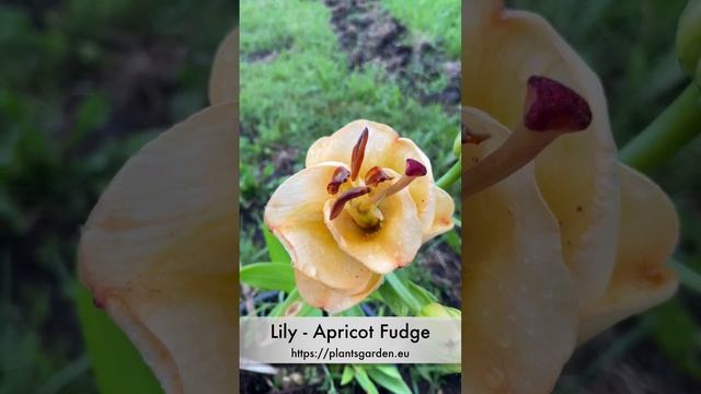 Lily - Apricot Fudge смотреть онлайн