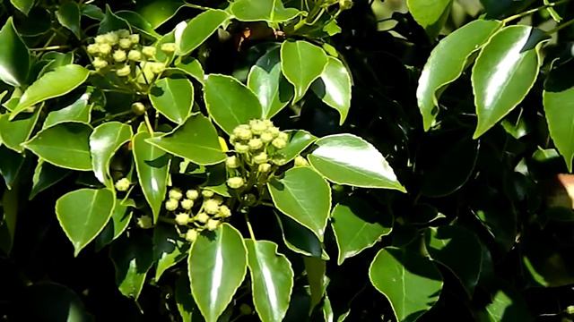 Trochodendron aralioides смотреть онлайн