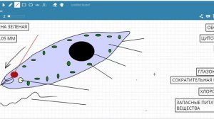 Эвглена зеленая строение