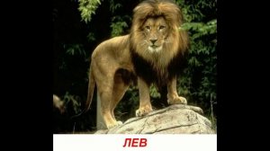 Голоса диких животных для детей. Развивалки "Умный Ребенок"