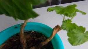 Розебудная пеларгония Анита