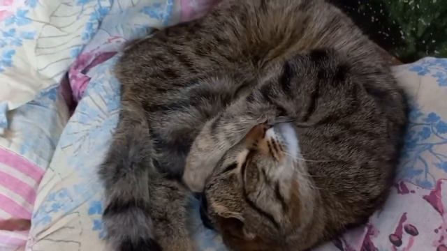 Что то всходит. А на улице плюс и сугробы. Калину не съели. смотреть онлайн
