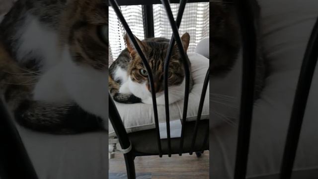 Кошечка отдыхает смотреть онлайн