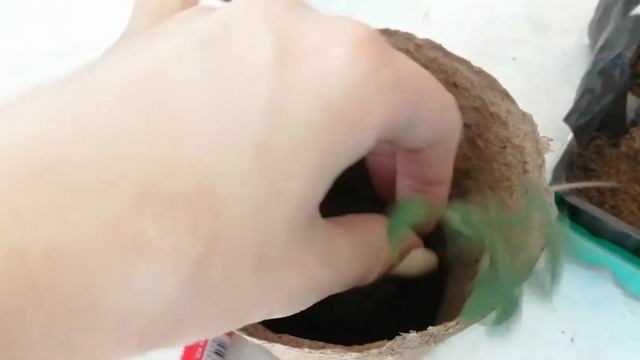 Супер способ пересадки рассады смотреть онлайн