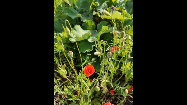 Мак дикий - (лат. Papaver rhoeas L.) смотреть онлайн