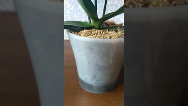 Новая орхидея, новый эксперимент,подкормка))) смотреть онлайн