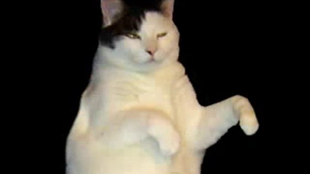 Cat im a Kitty Cat song смотреть онлайн