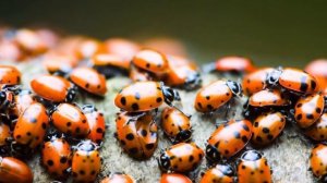 КУДА зимой исчезают НАСЕКОМЫЕ? #ИФ