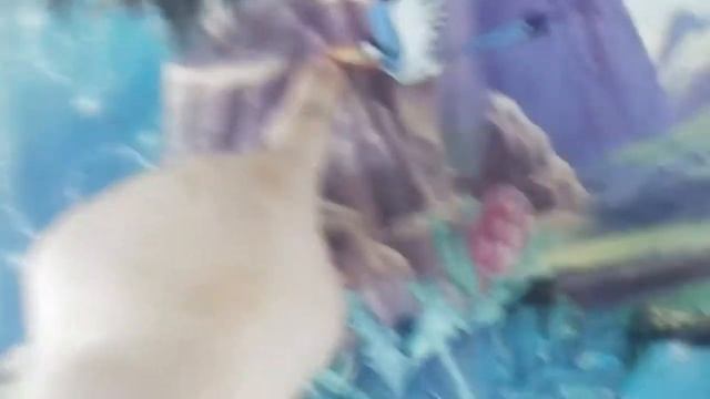 Мои игрушки от Свит Бокс смотреть онлайн