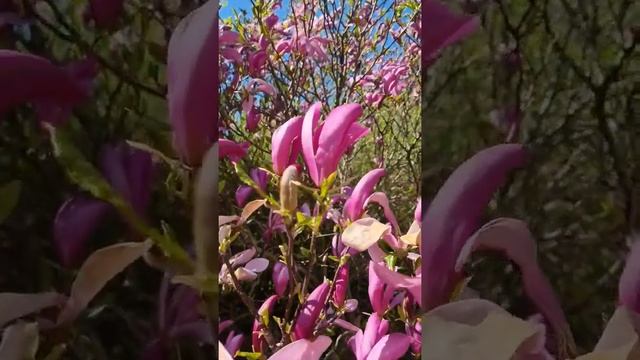 Так цветёт тюльпановое дерево смотреть онлайн